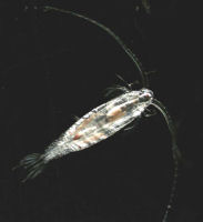 copepod neocalanus