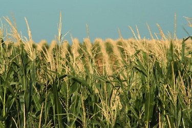 corn