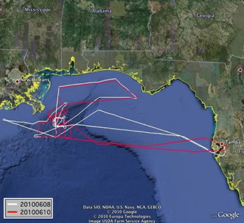 map of flights over Gulf