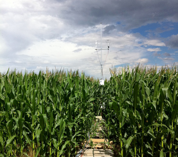 corn field